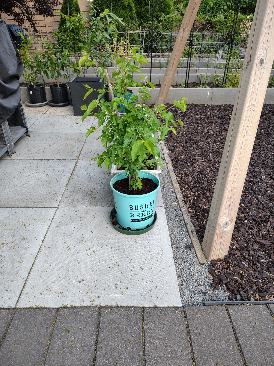 Mulberry Plant in Pot - photo 3
