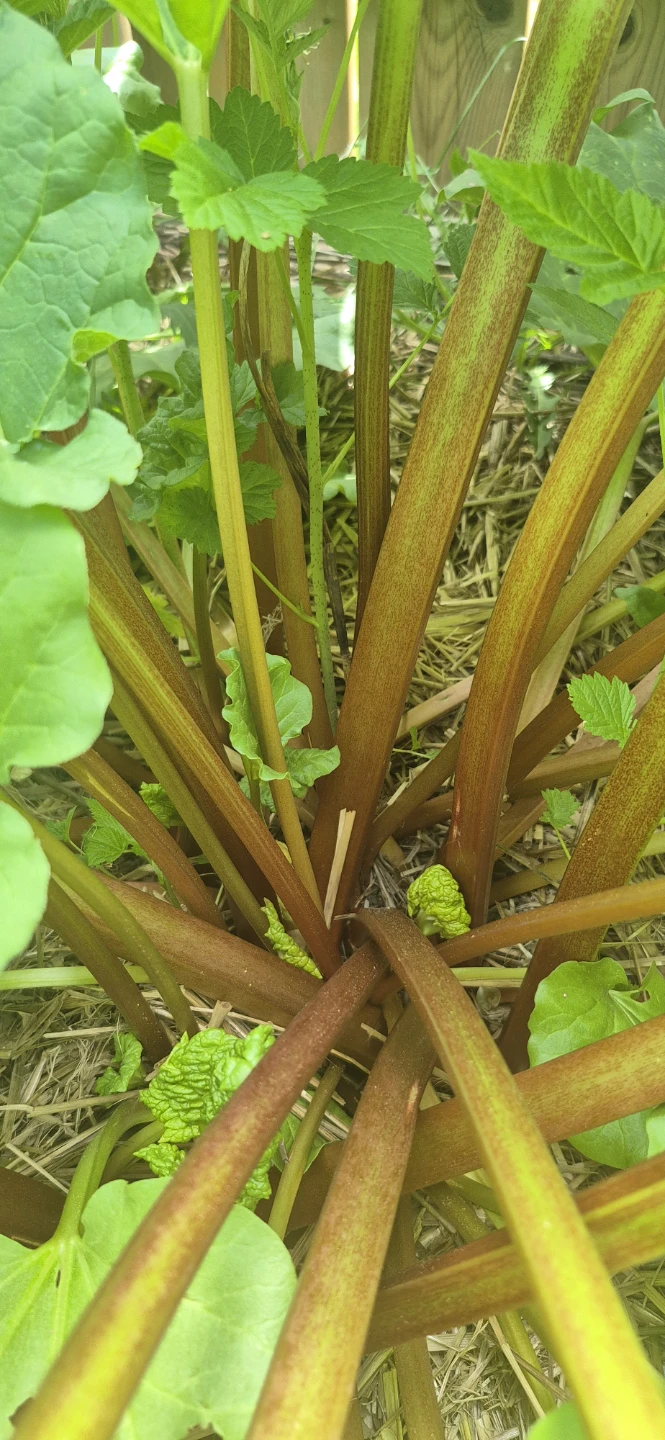 Rhubarb for sale