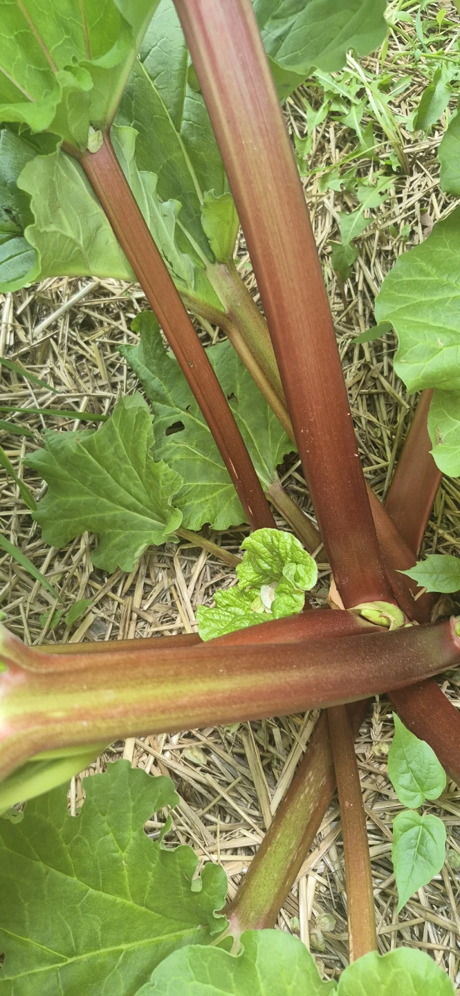 Rhubarb for sale - photo 2