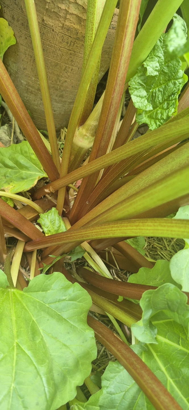 Rhubarb for sale - photo 3