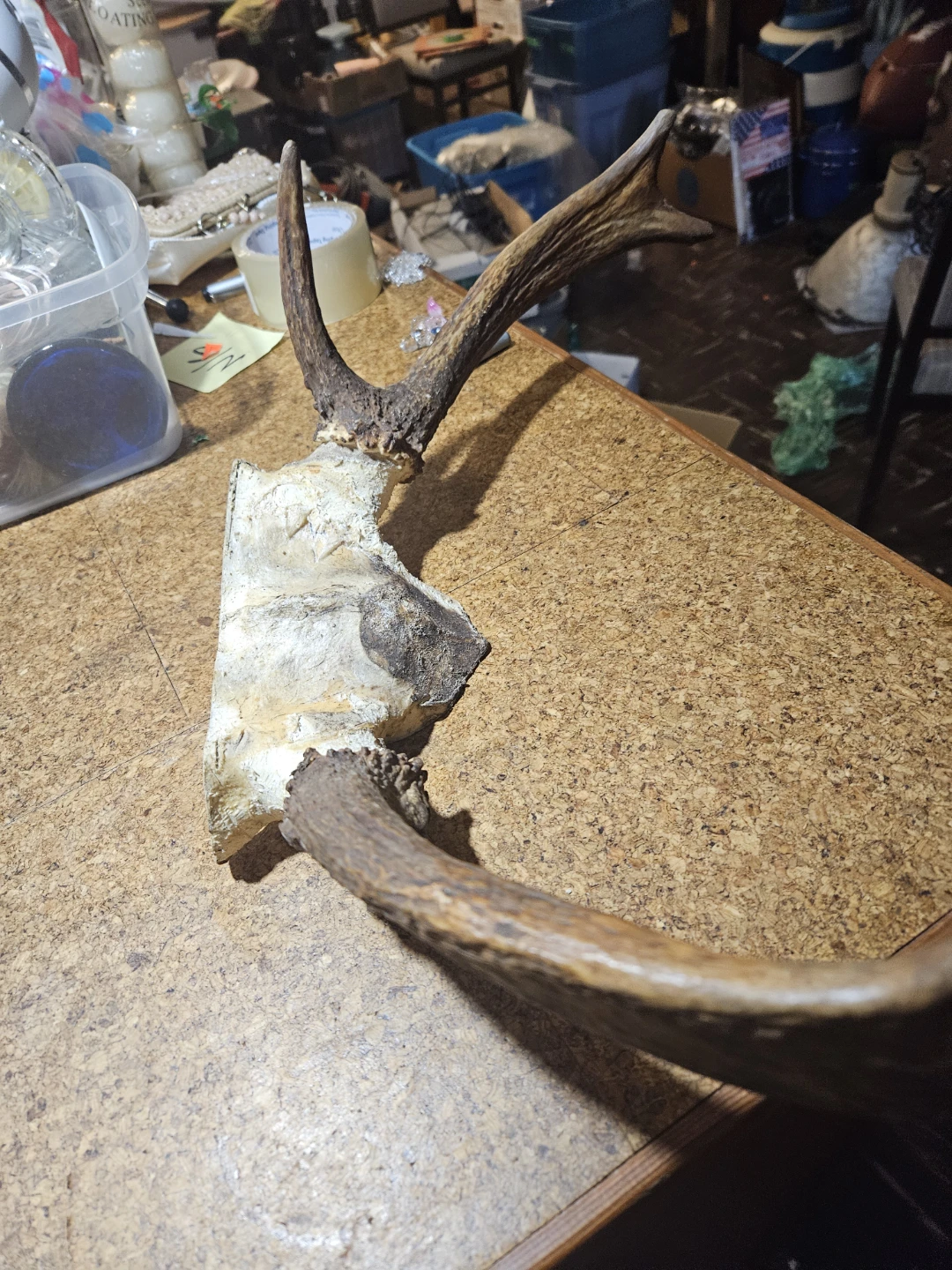 Deer Antlers Mount - photo 4