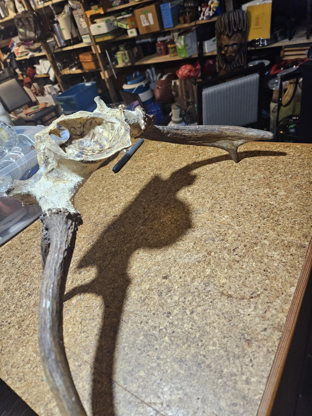 Deer Antlers Mount - photo 5