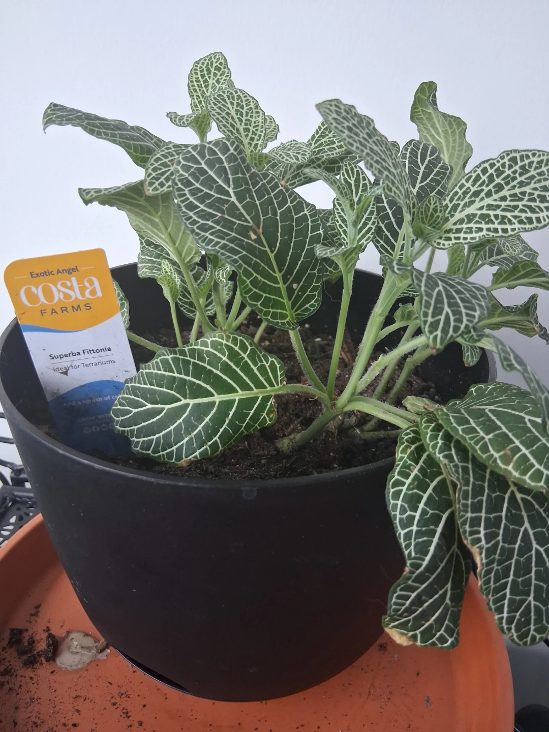 Costa Farms Superba Fittonia Plant