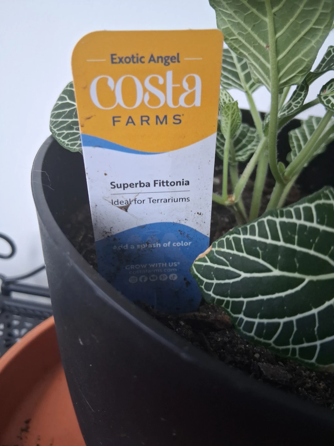 Costa Farms Superba Fittonia Plant - photo 2