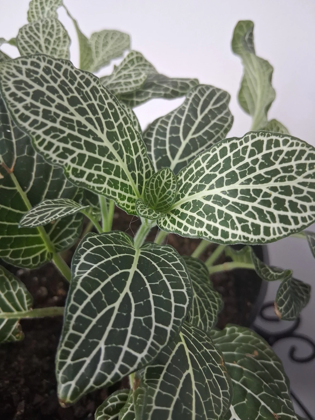 Costa Farms Superba Fittonia Plant - photo 3