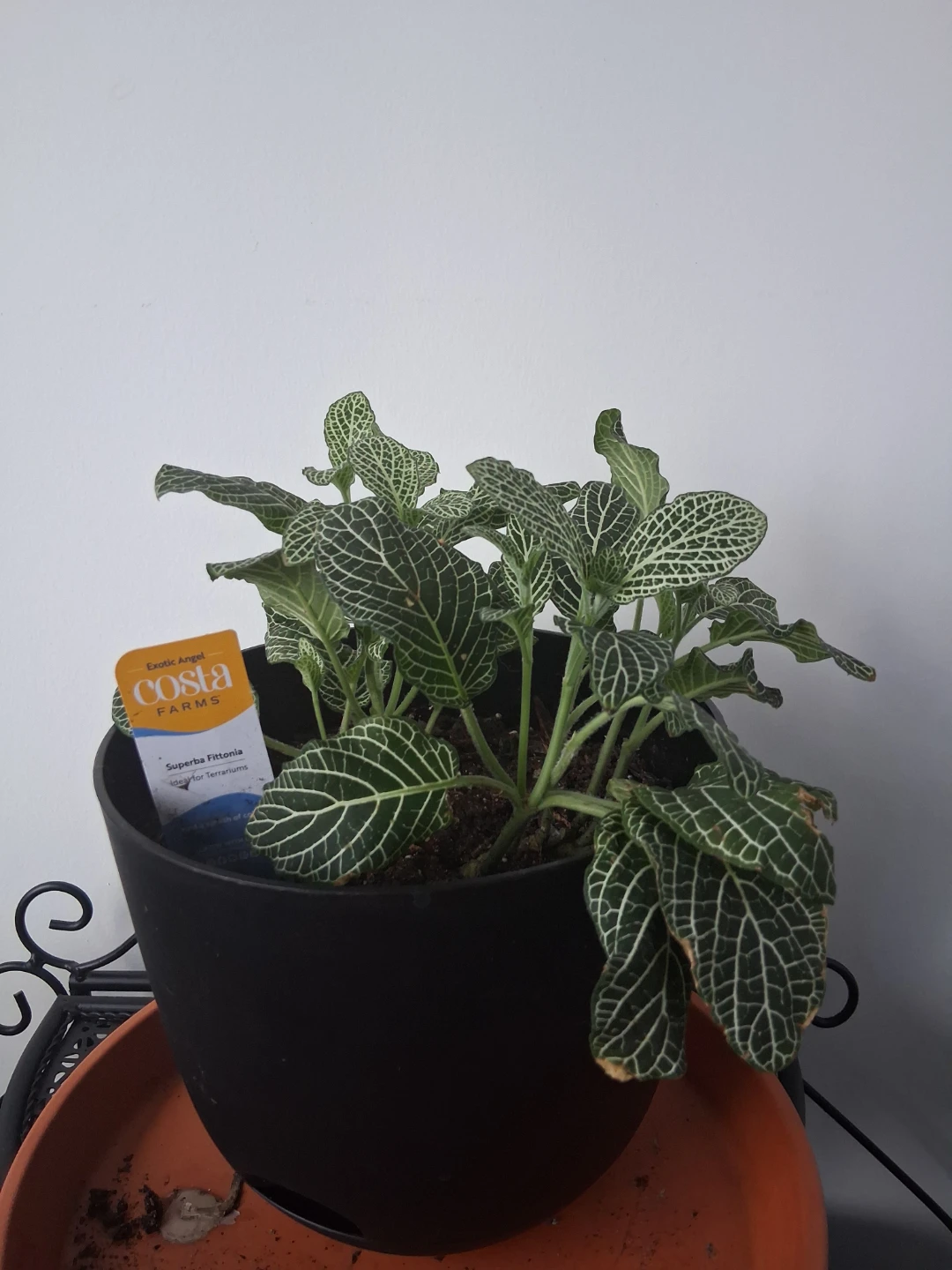 Costa Farms Superba Fittonia Plant - photo 4
