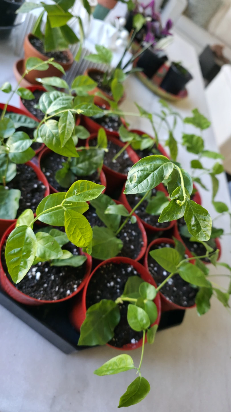Flowering Jasmine potted plants for sale - photo 2