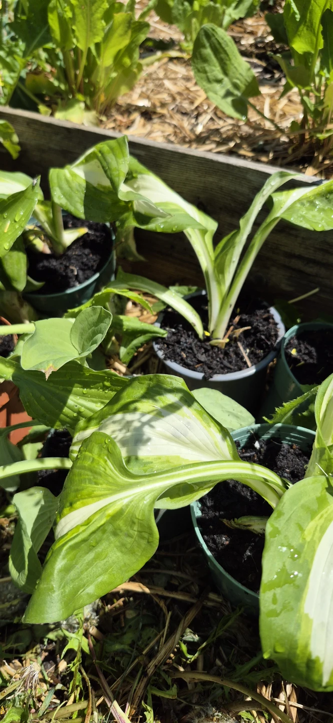 Plants for sale - photo 3