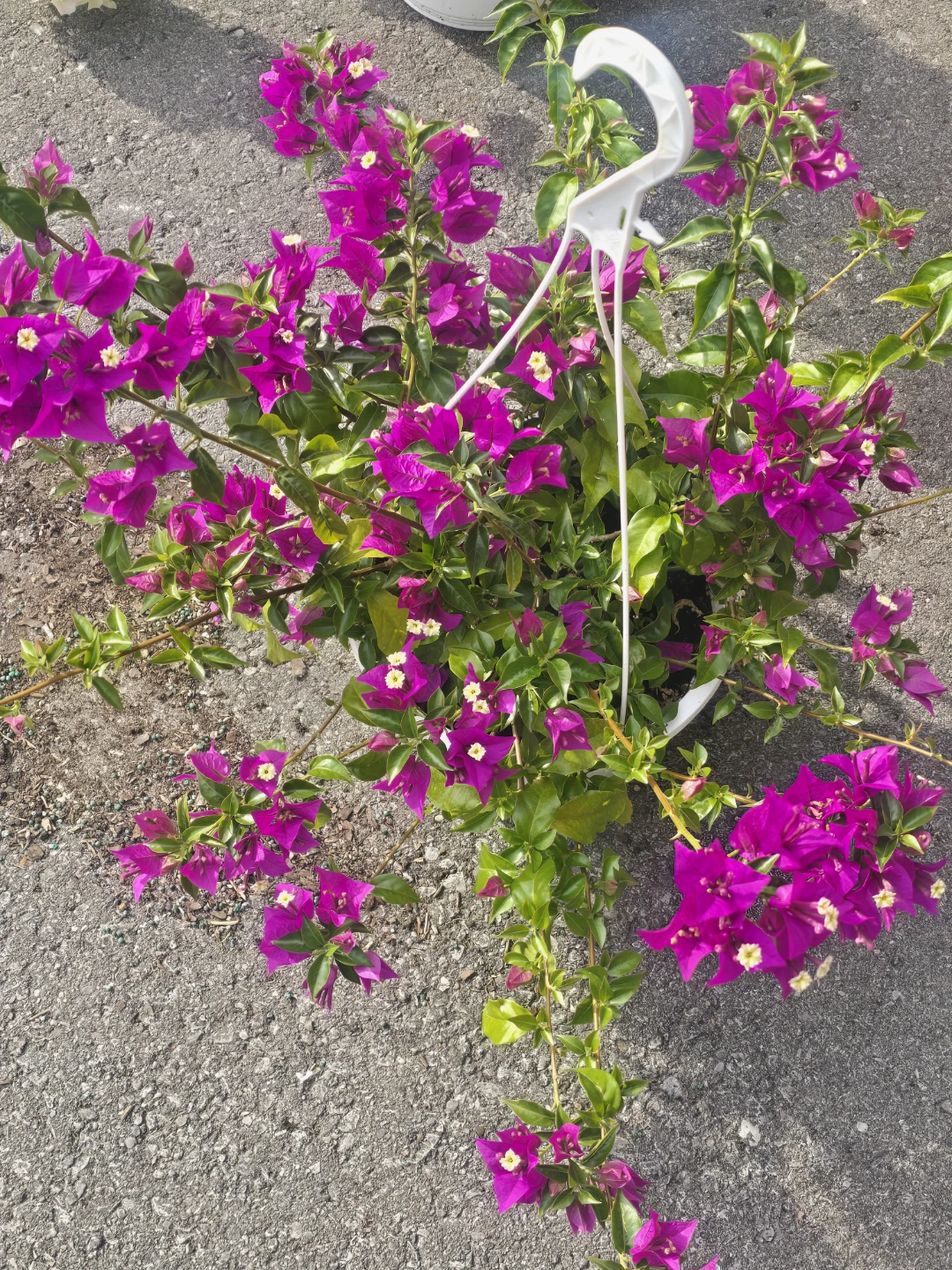 Hanging Bougainvillea Plant⚽