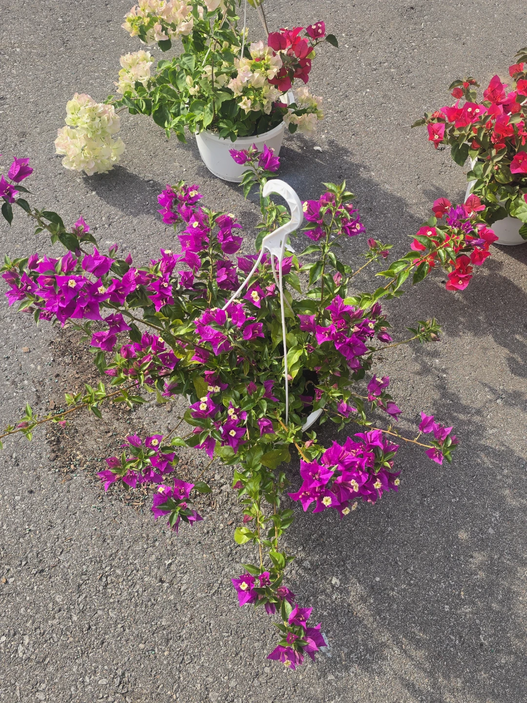 Hanging Bougainvillea Plant⚽ - photo 2