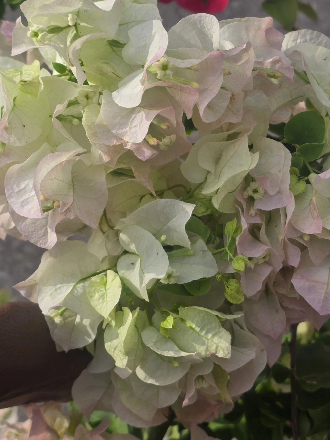 Hanging Bougainvillea Plant⚽ - photo 5