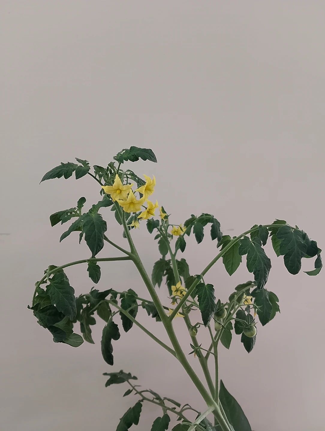 Grow Bag with Tomato + Bell Pepper + Cayenne Pepper - photo 2
