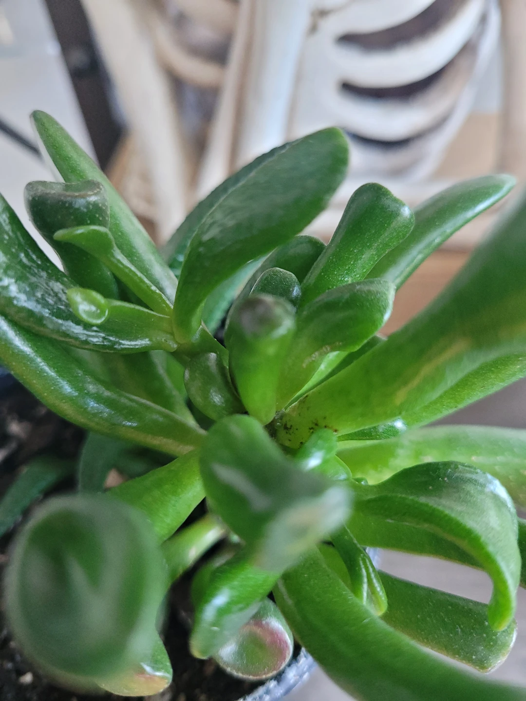 ⚽️ Succulent Plant in Black Pot - photo 2