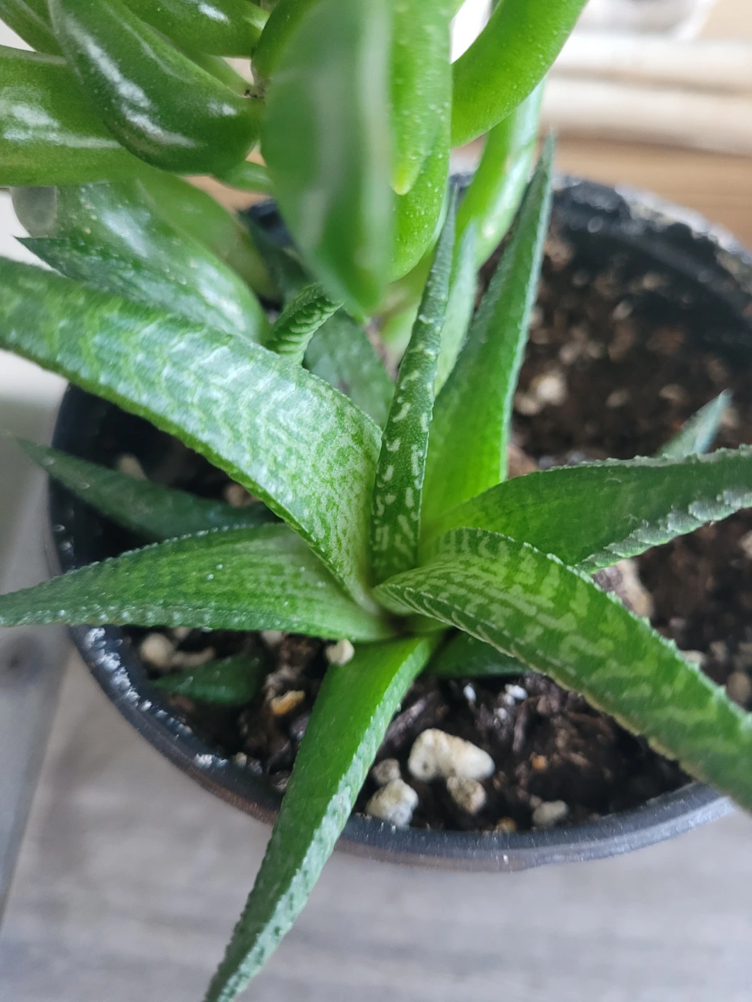 ⚽️ Succulent Plant in Black Pot - photo 4