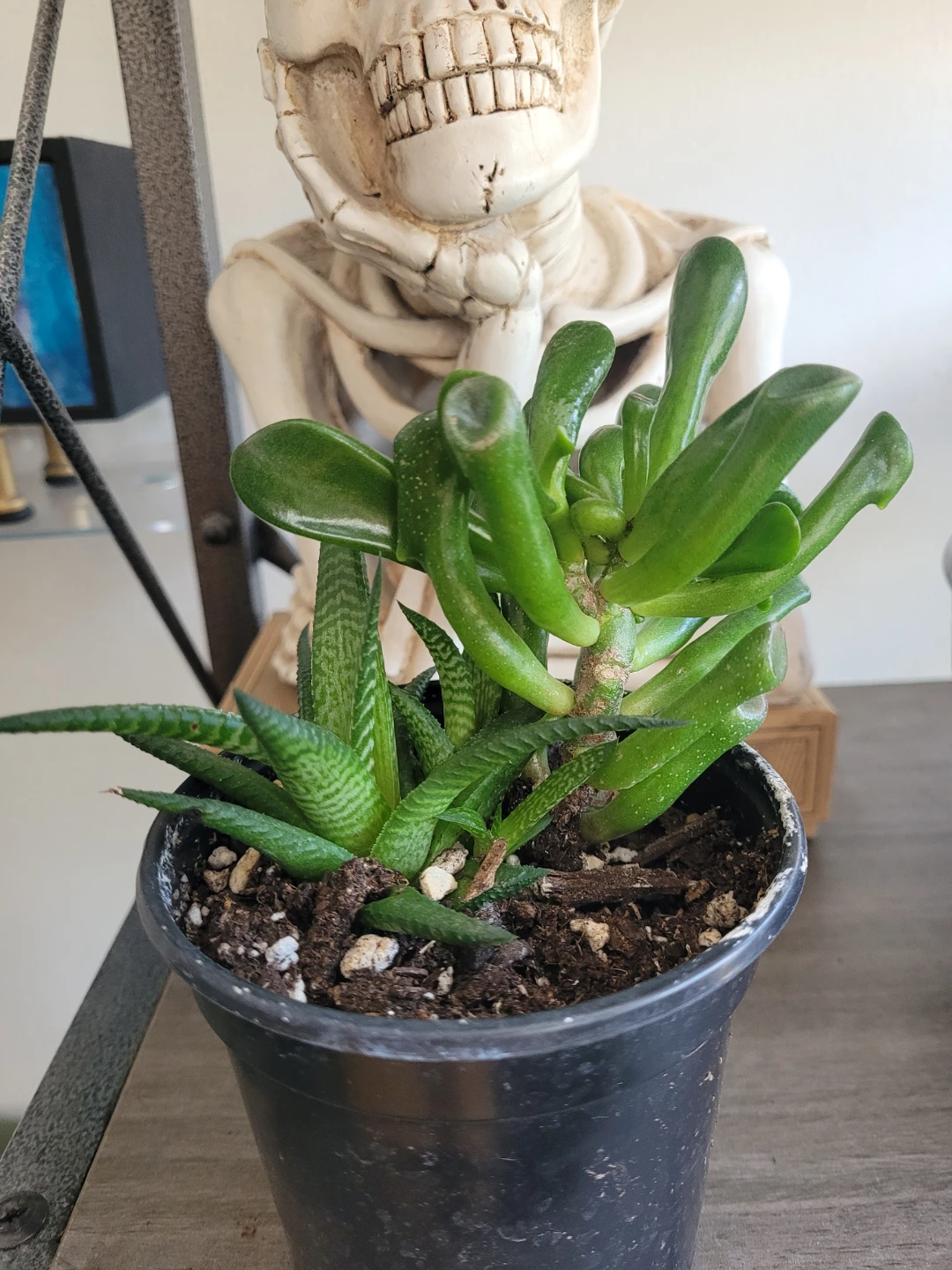 ⚽️ Succulent Plant in Black Pot - photo 5