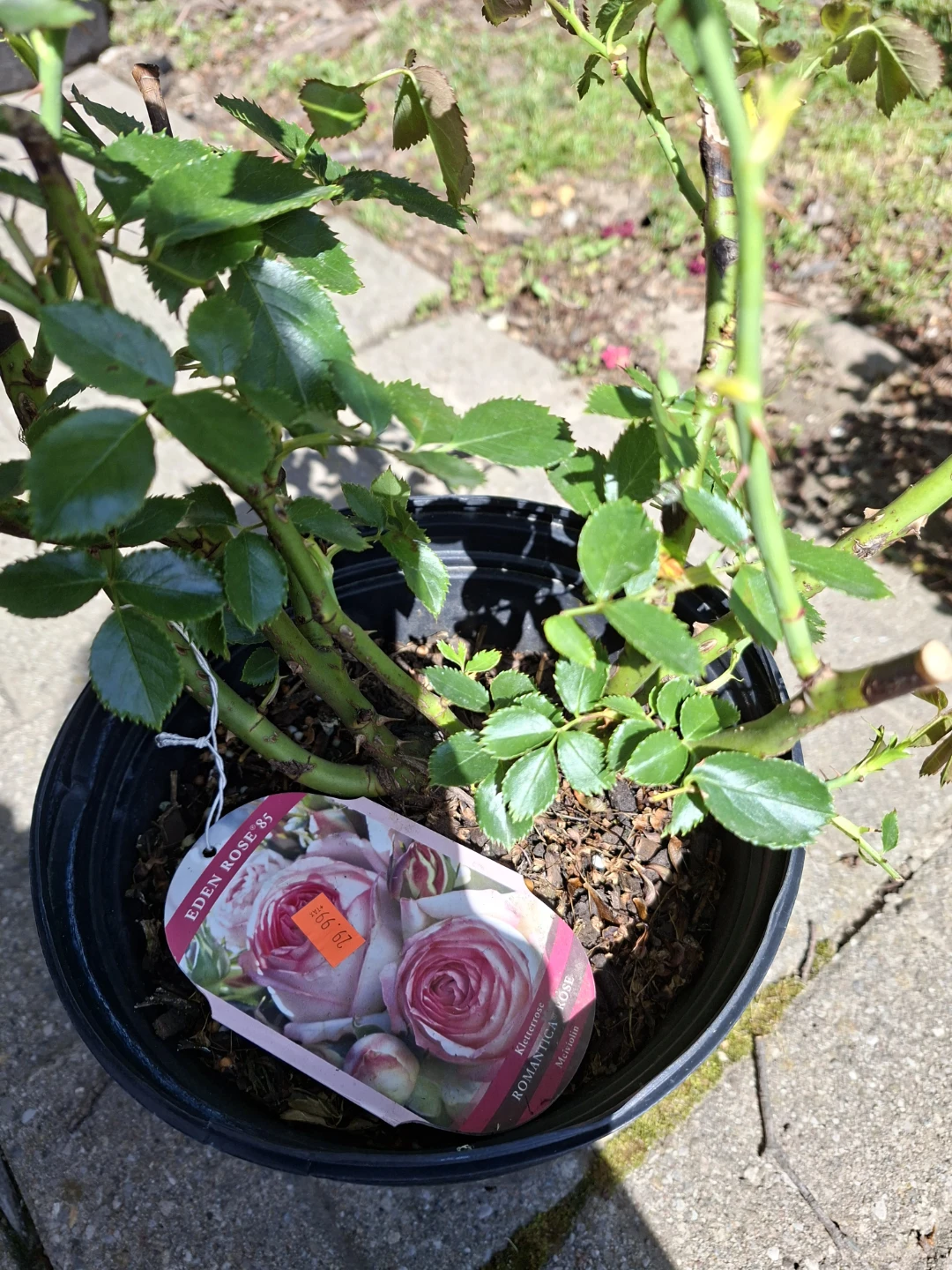 Eden Rose '85 Climbing Rose Plant - photo 4
