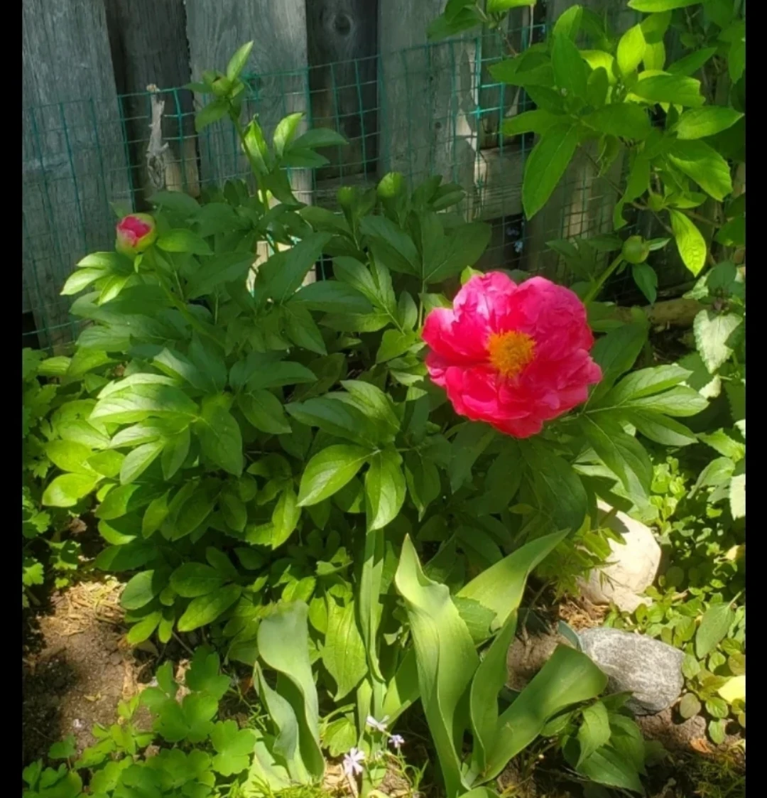 Peony, Double pink
