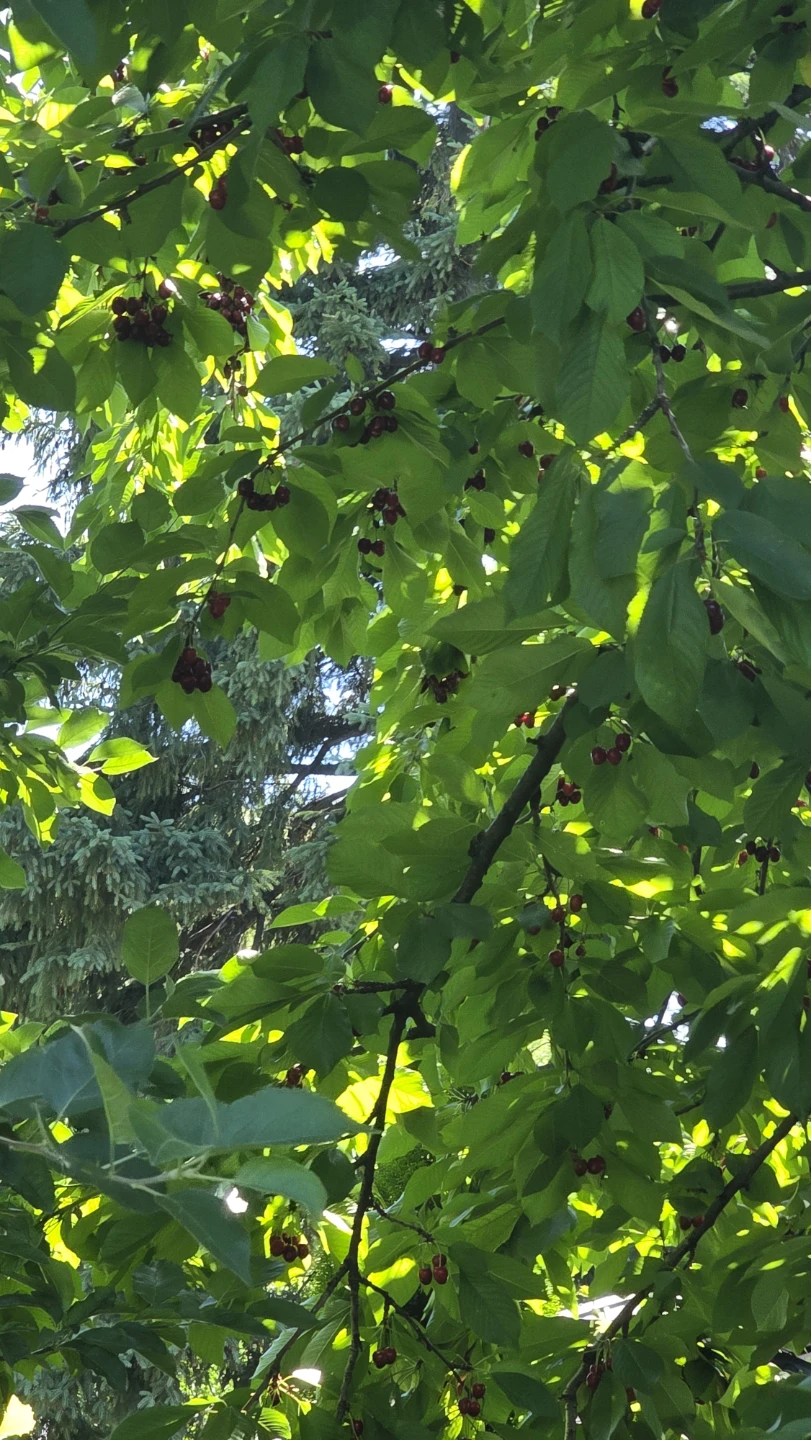 Organic Canadian Cherries mississauga - photo 5