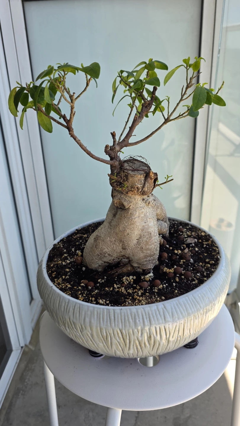 MOVING SALE- Bonsai Tree Plant