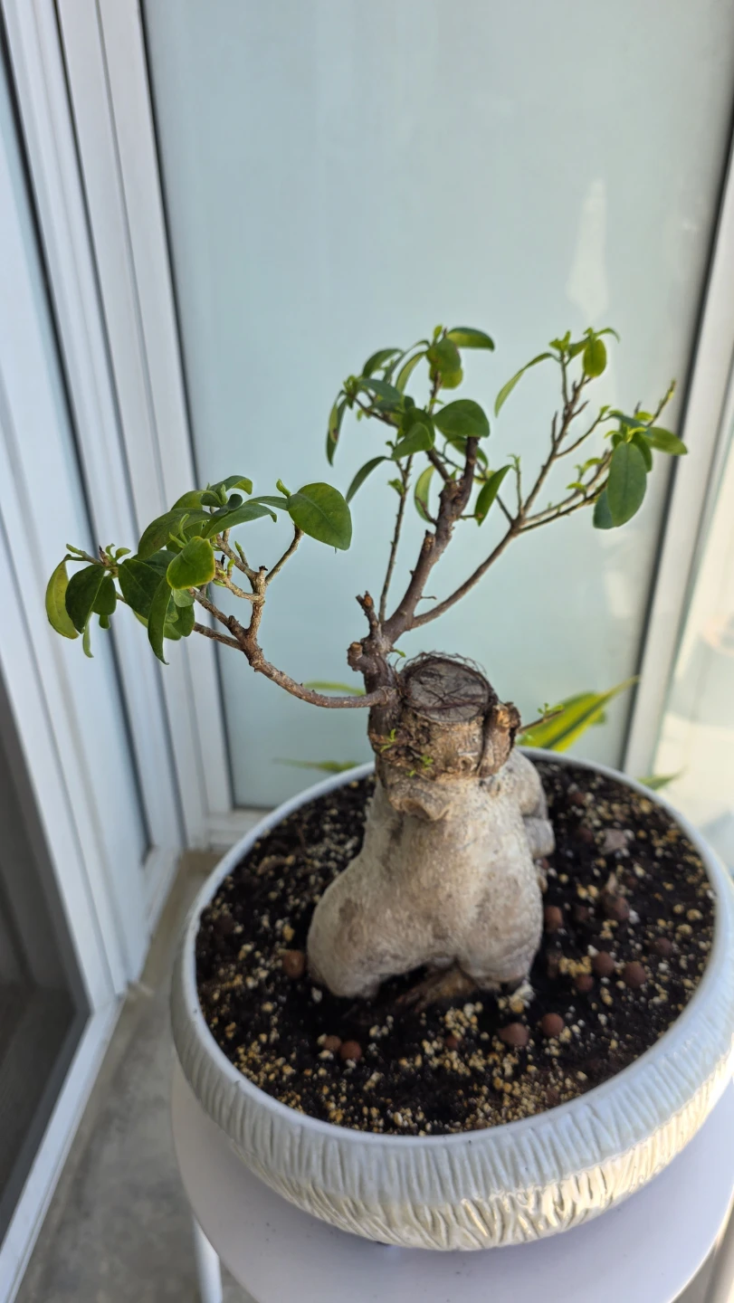 MOVING SALE- Bonsai Tree Plant - photo 4