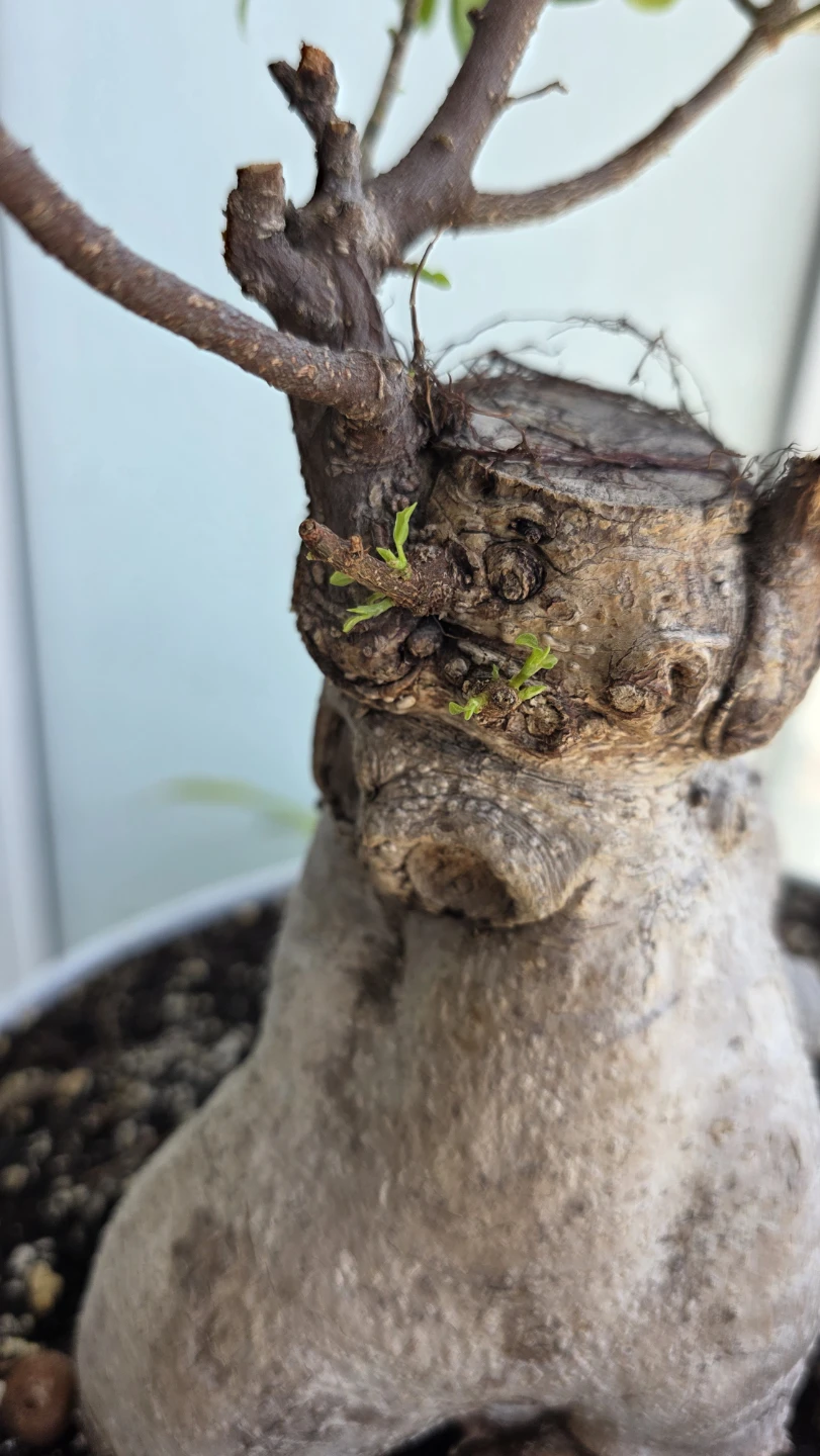 MOVING SALE- Bonsai Tree Plant - photo 5
