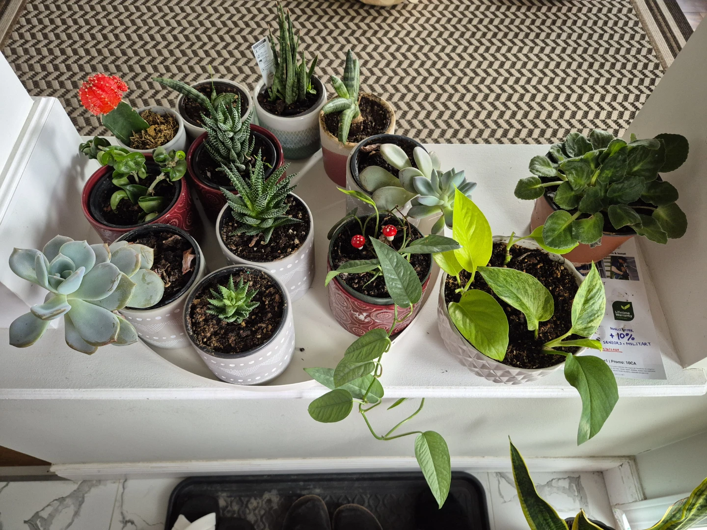 Indoor plants/ succlents/ cacti - photo 3