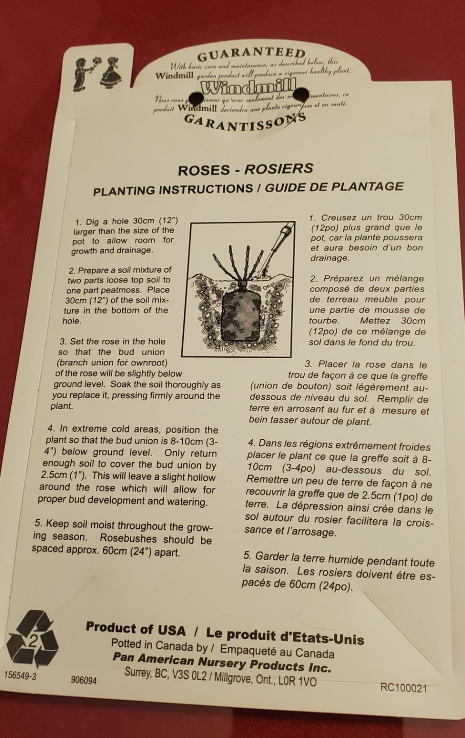 Peace, Hybrid Tea Rose - photo 4