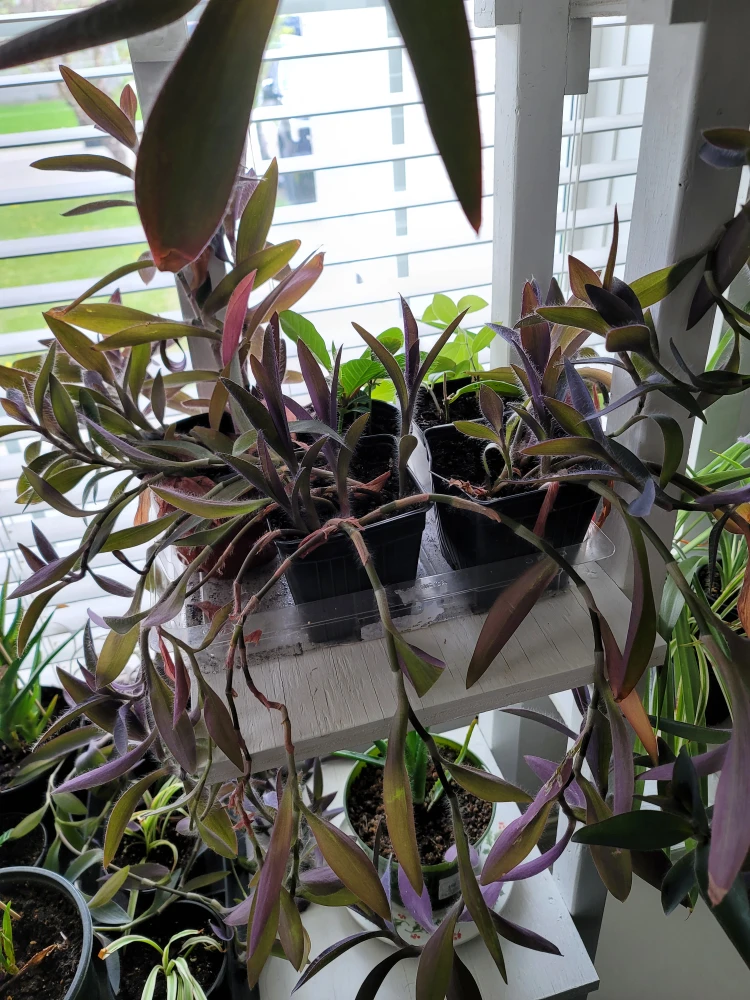 Indoor and outdoor plants 🪴 - photo 2