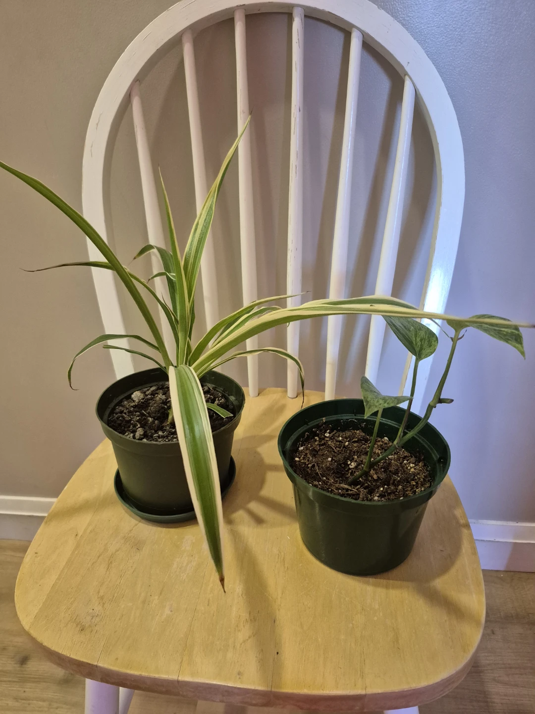 Spider Plant and Pothos Plant