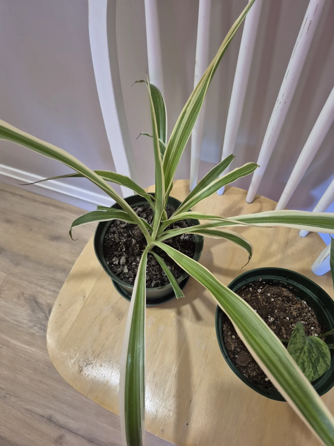 Spider Plant and Pothos Plant - photo 2