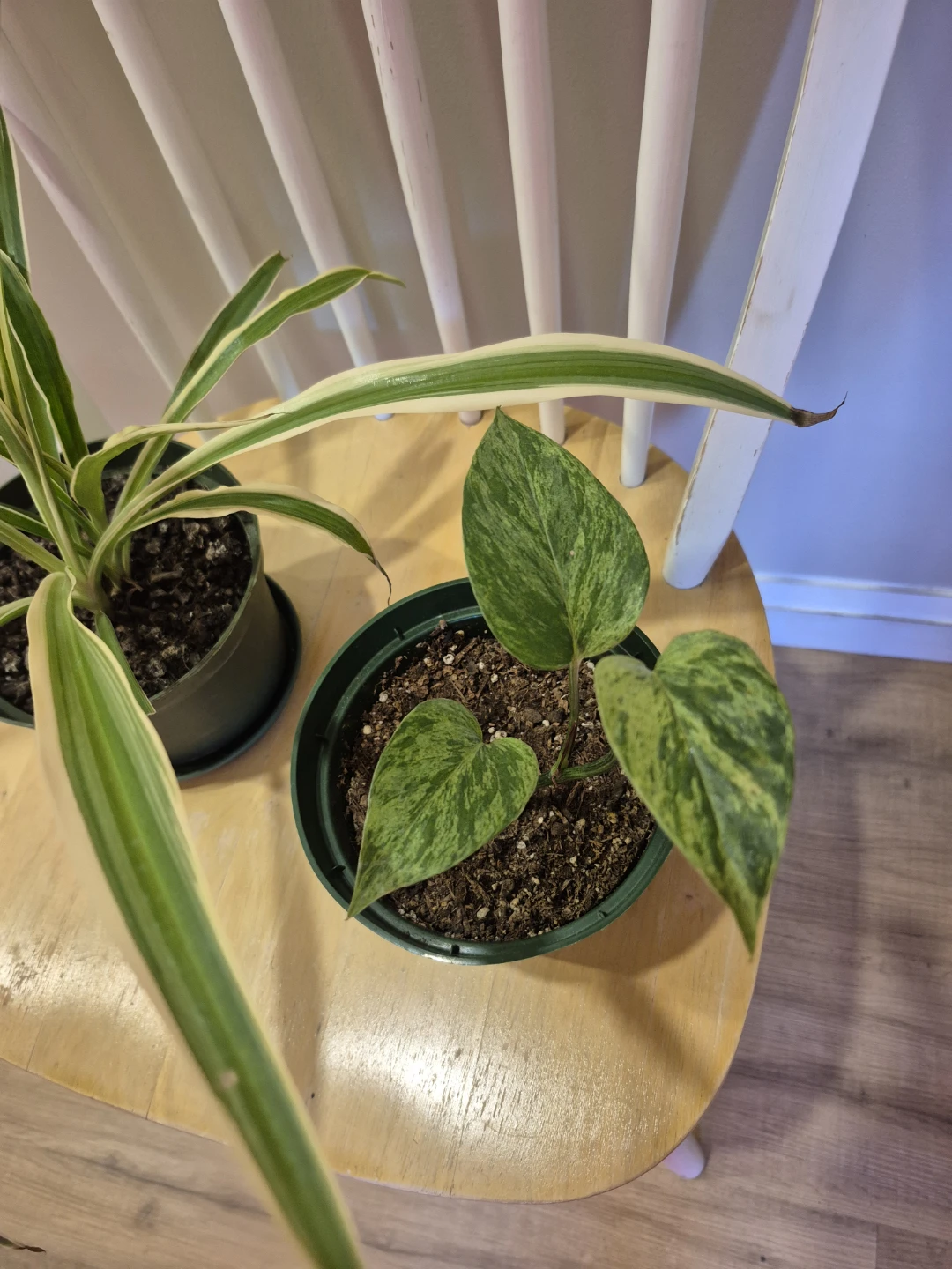 Spider Plant and Pothos Plant - photo 3