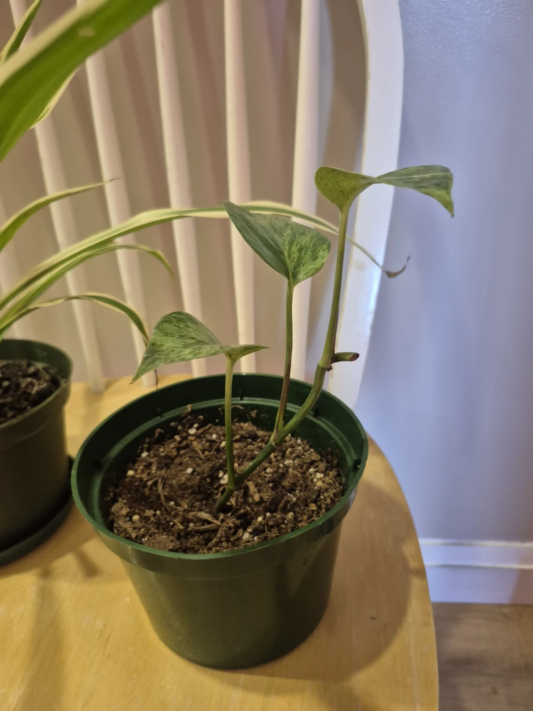 Spider Plant and Pothos Plant - photo 4