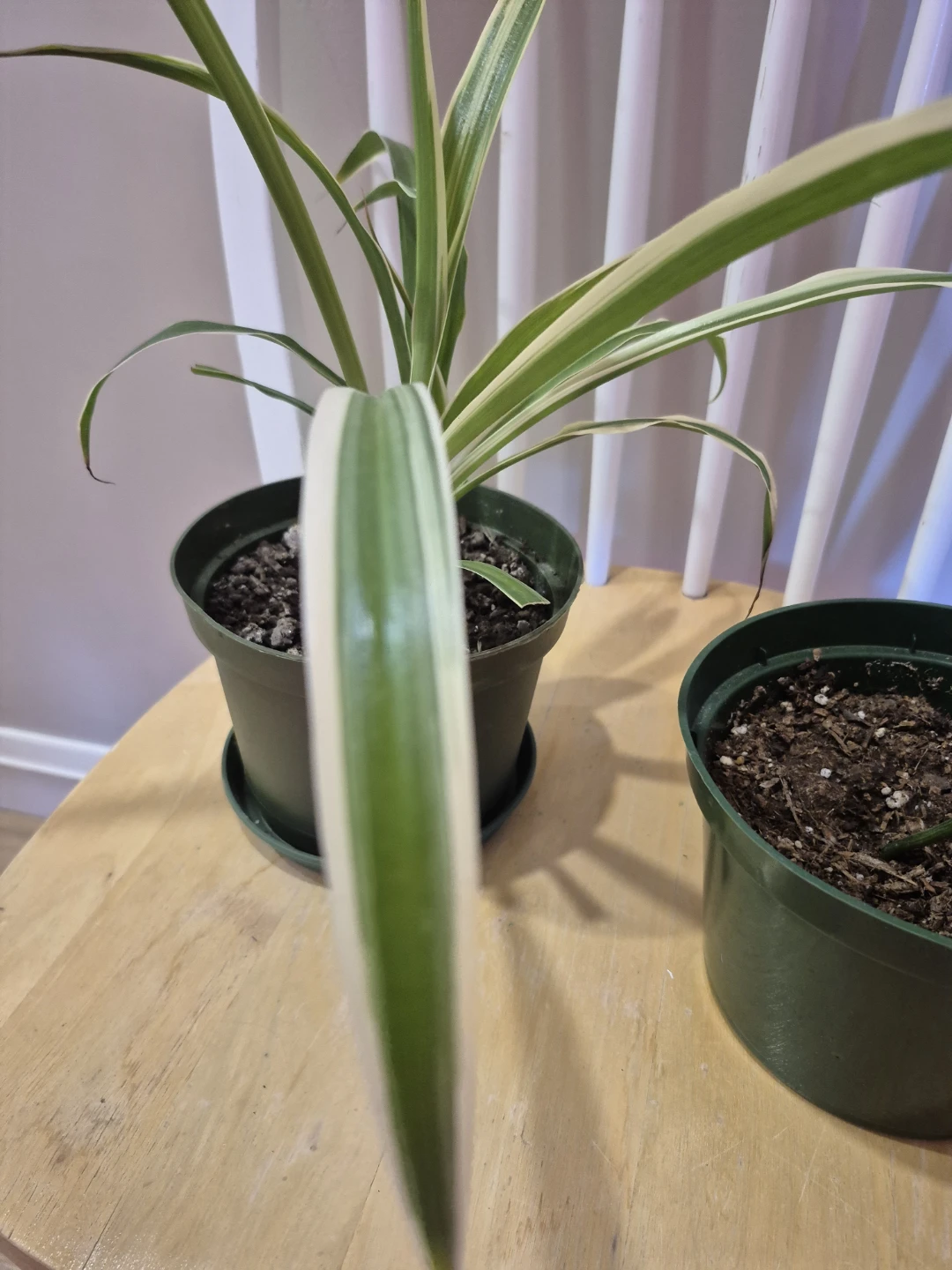 Spider Plant and Pothos Plant - photo 5