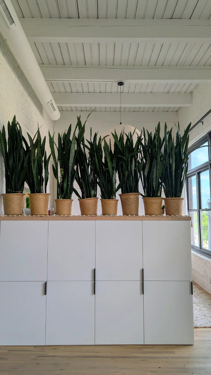 Set of 8 Snake Plants - 4ft Tall with Woven Baskets - Plant Wall