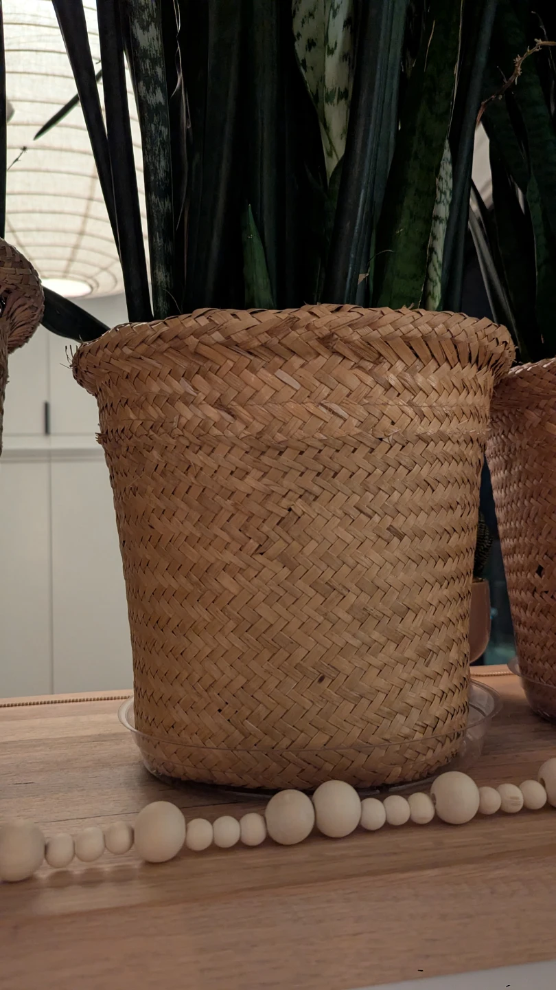 Set of 8 Snake Plants - 4ft Tall with Woven Baskets - Plant Wall - photo 3