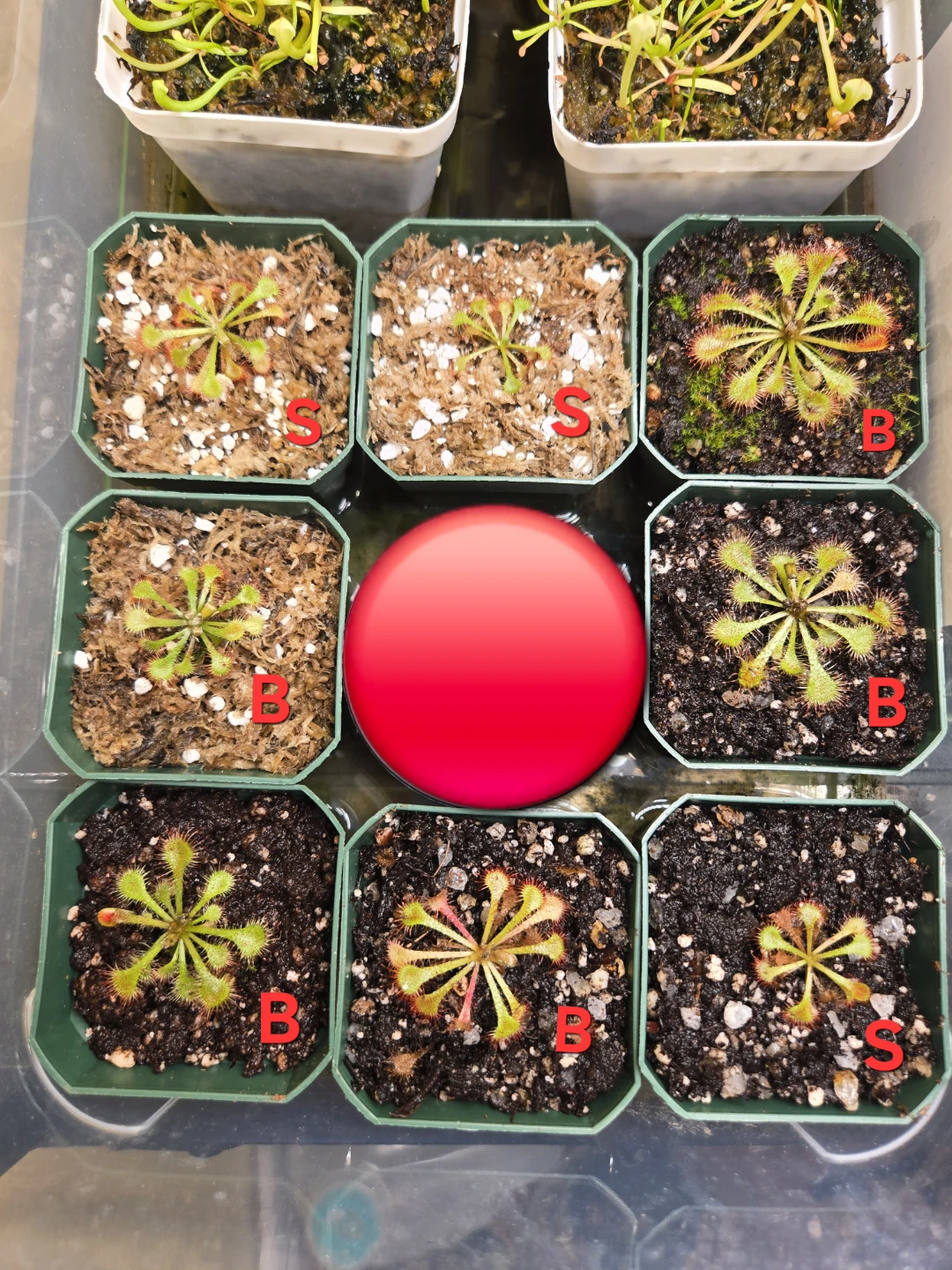 Drosera 'Noid'
