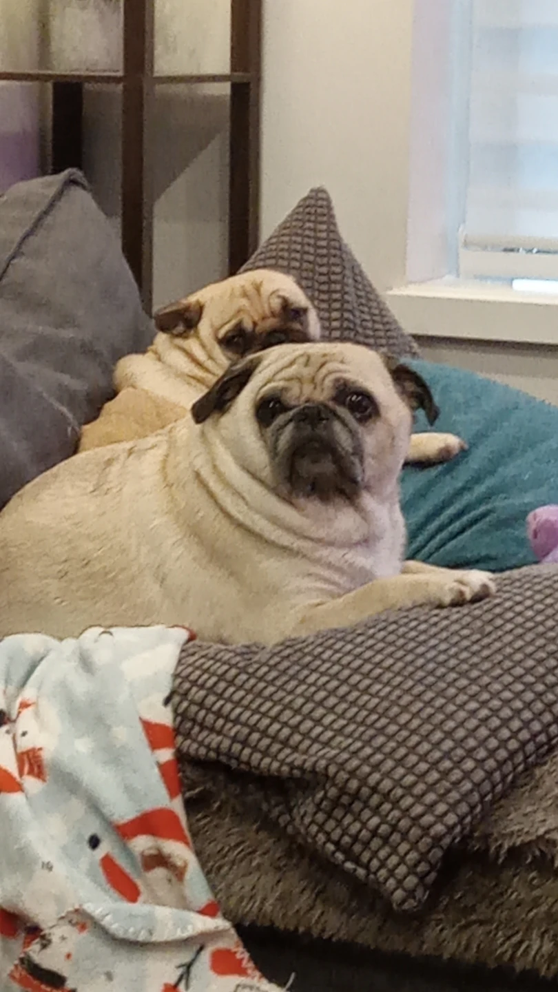 Cat Sitter and Dog Sitter - photo 2
