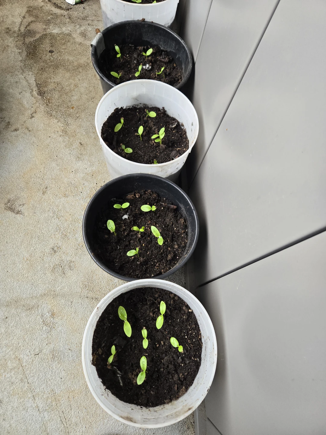 Malabar Spinach Seedling Starters