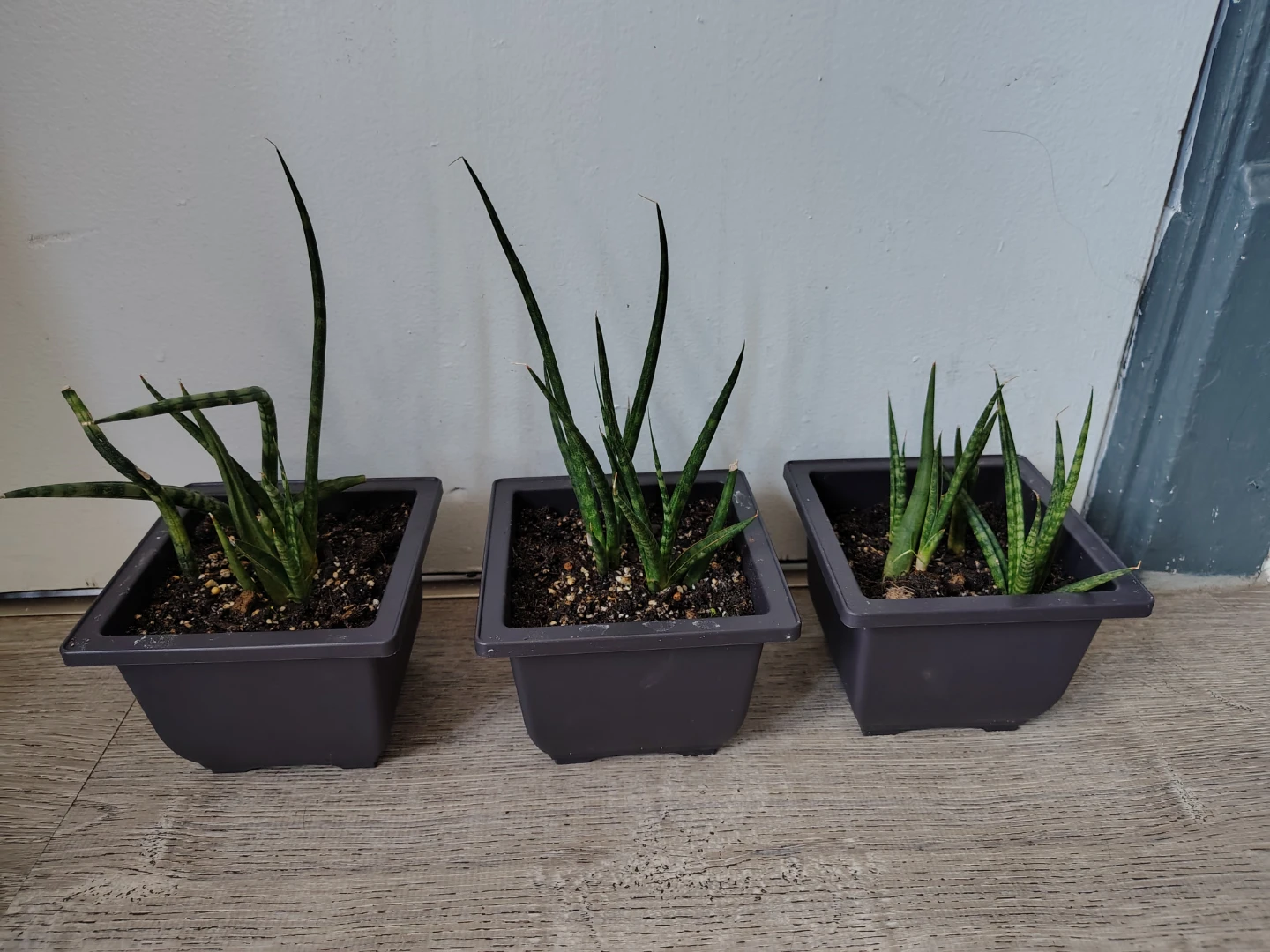 3 Snake Plants in Pots  $10 each