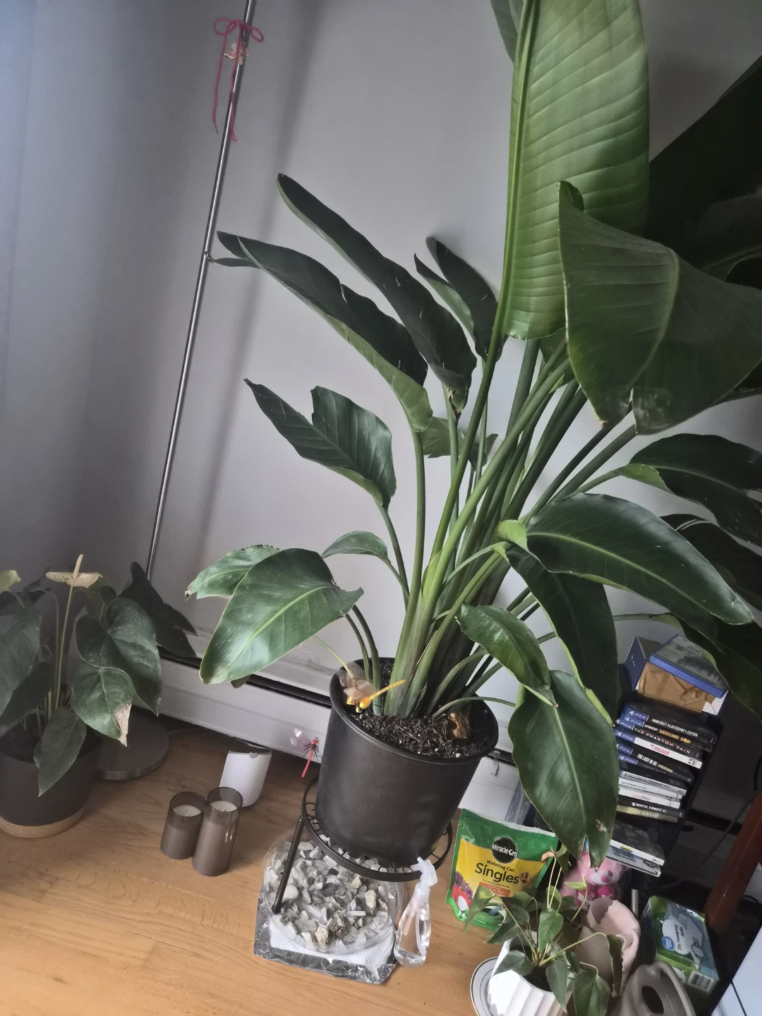 Plant birds of paradise