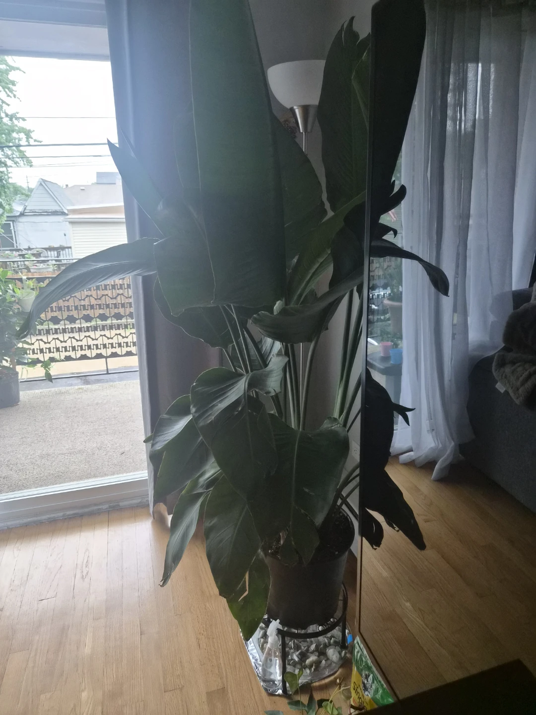 Plant birds of paradise - photo 2