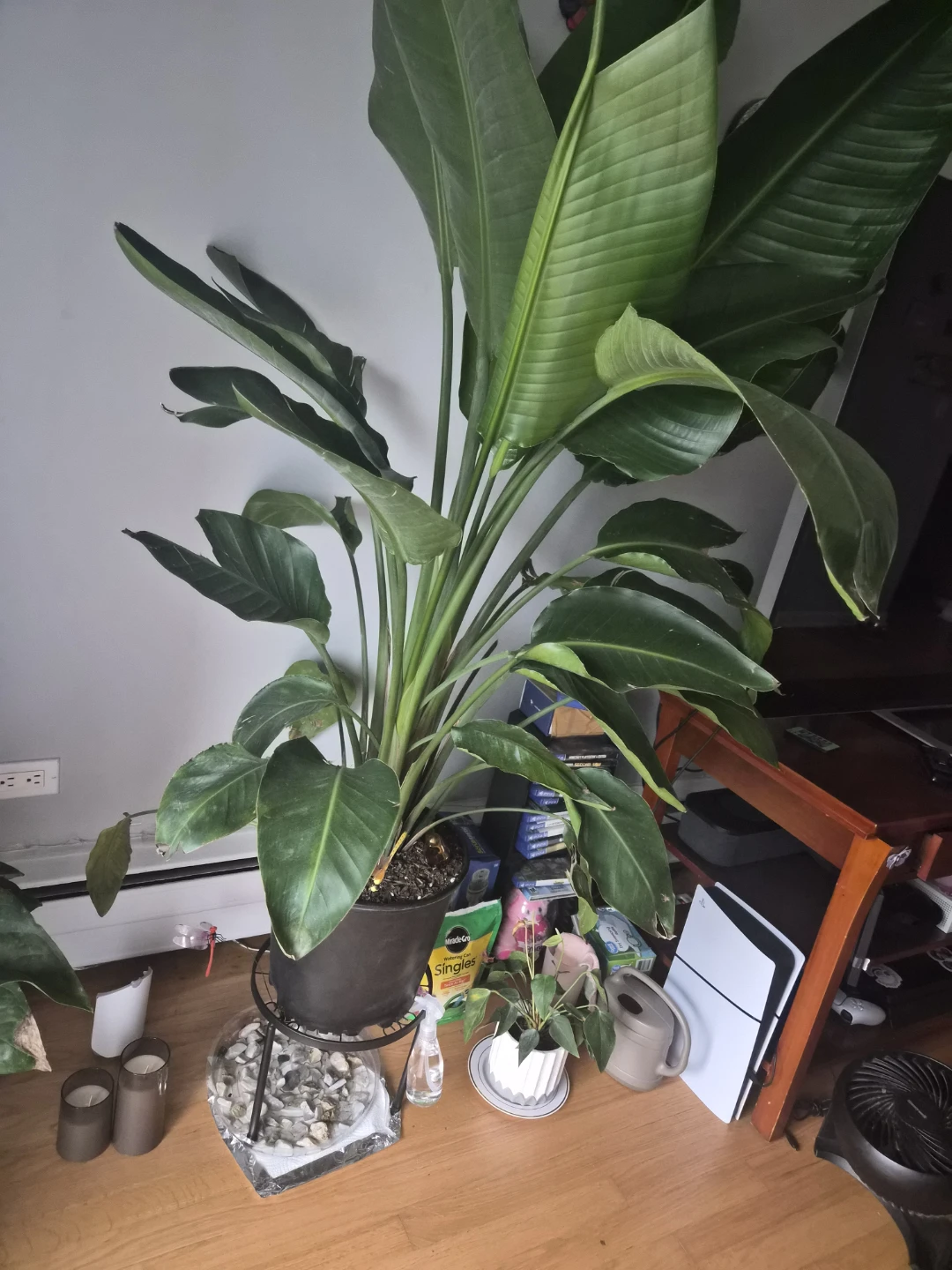 Plant birds of paradise - photo 3