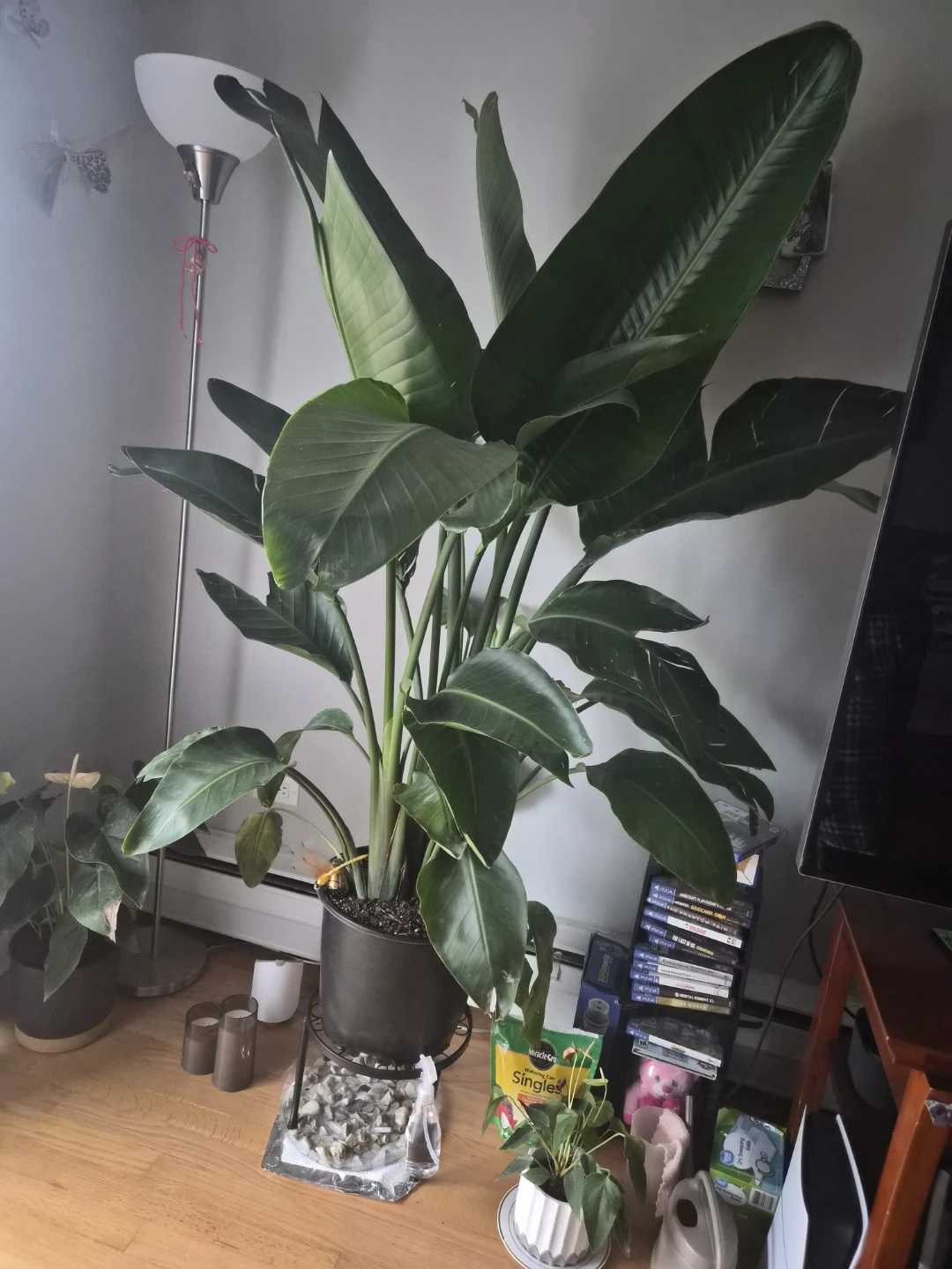 Plant birds of paradise - photo 4