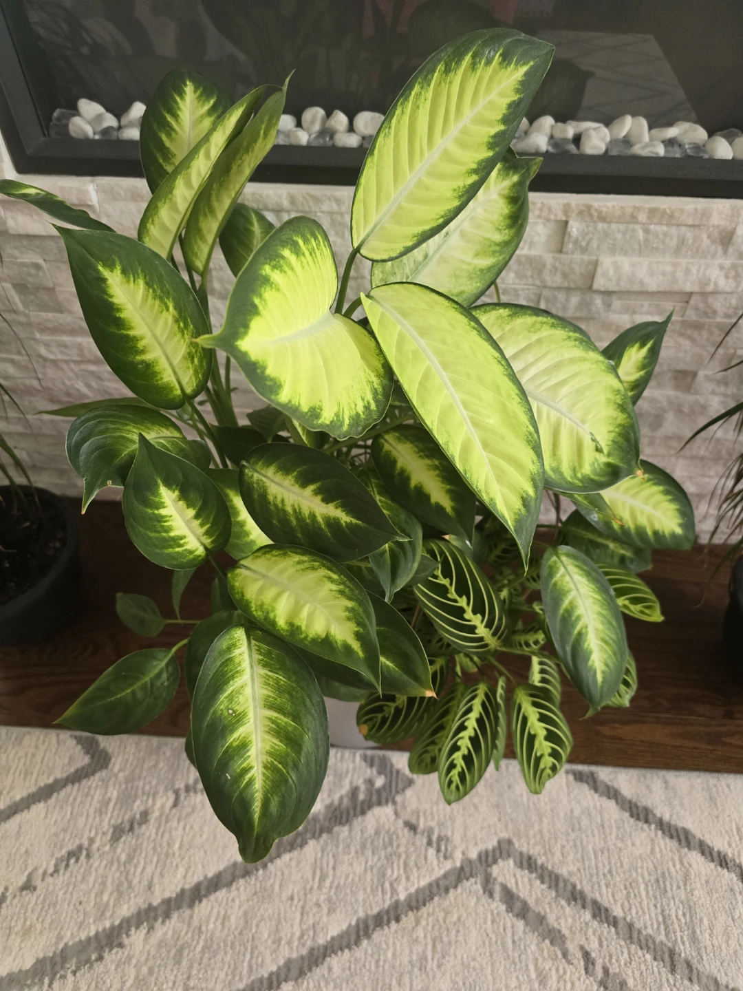 Mixed tropical plants