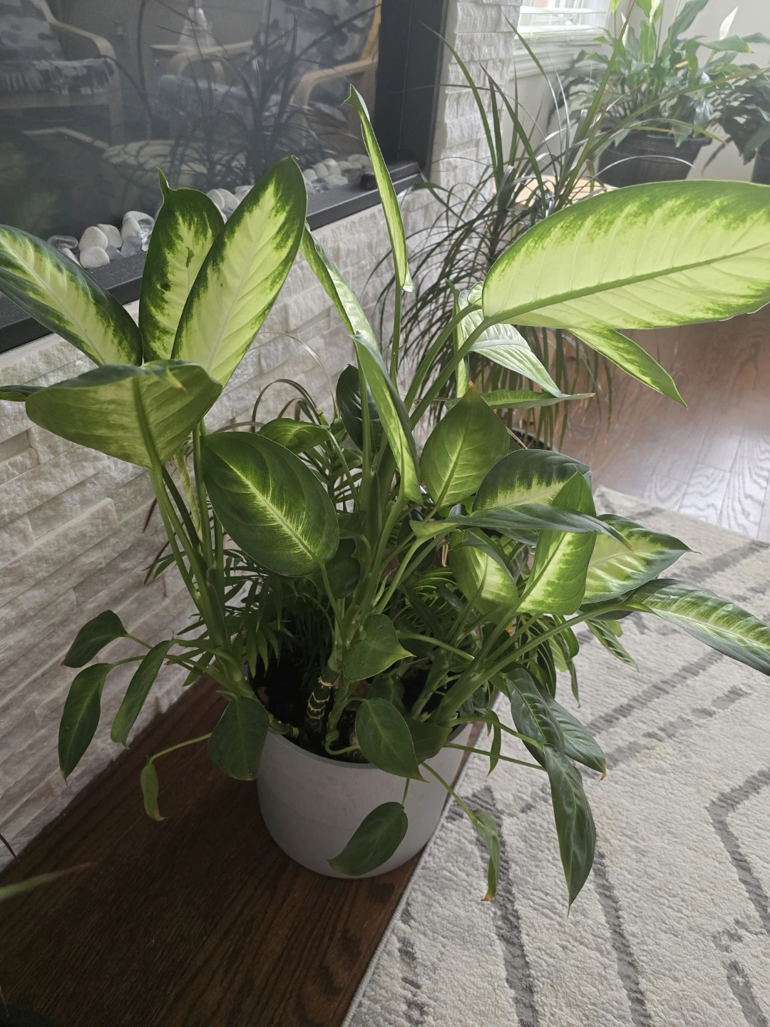 Mixed tropical plants - photo 2