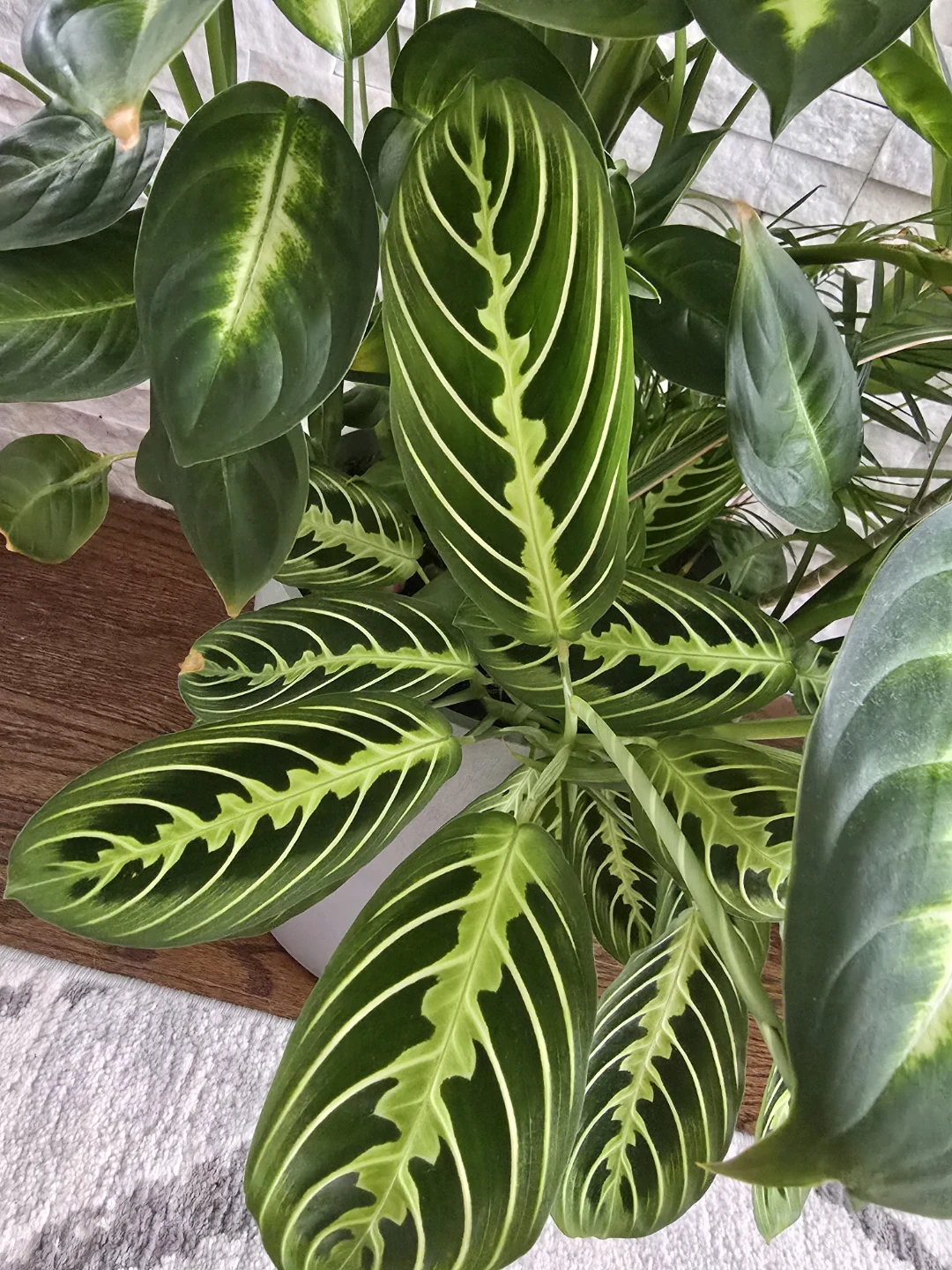 Mixed tropical plants - photo 3