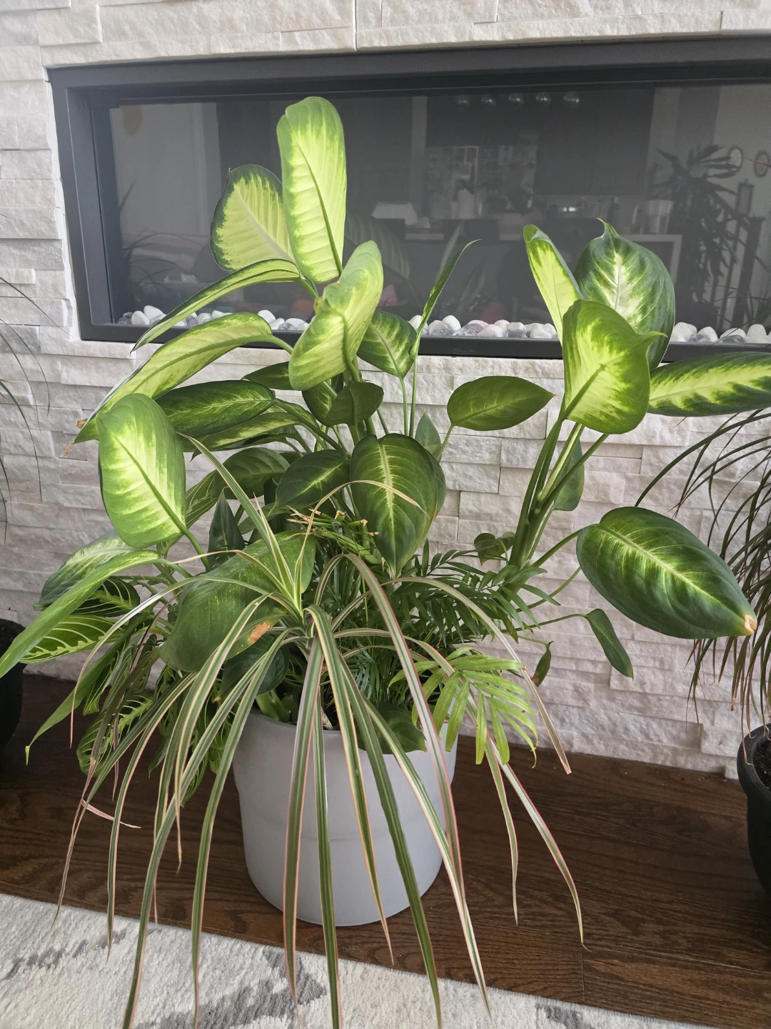 Mixed tropical plants - photo 4