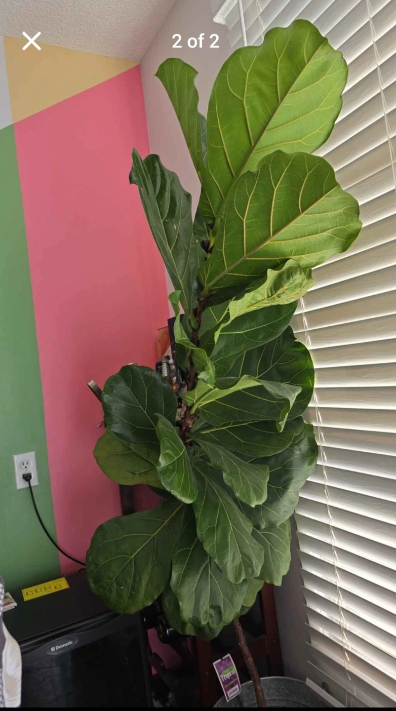 Fiddle-leaf fig