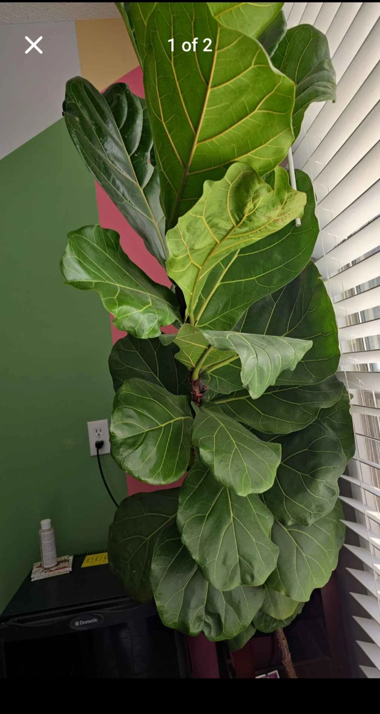 Fiddle-leaf fig - photo 2