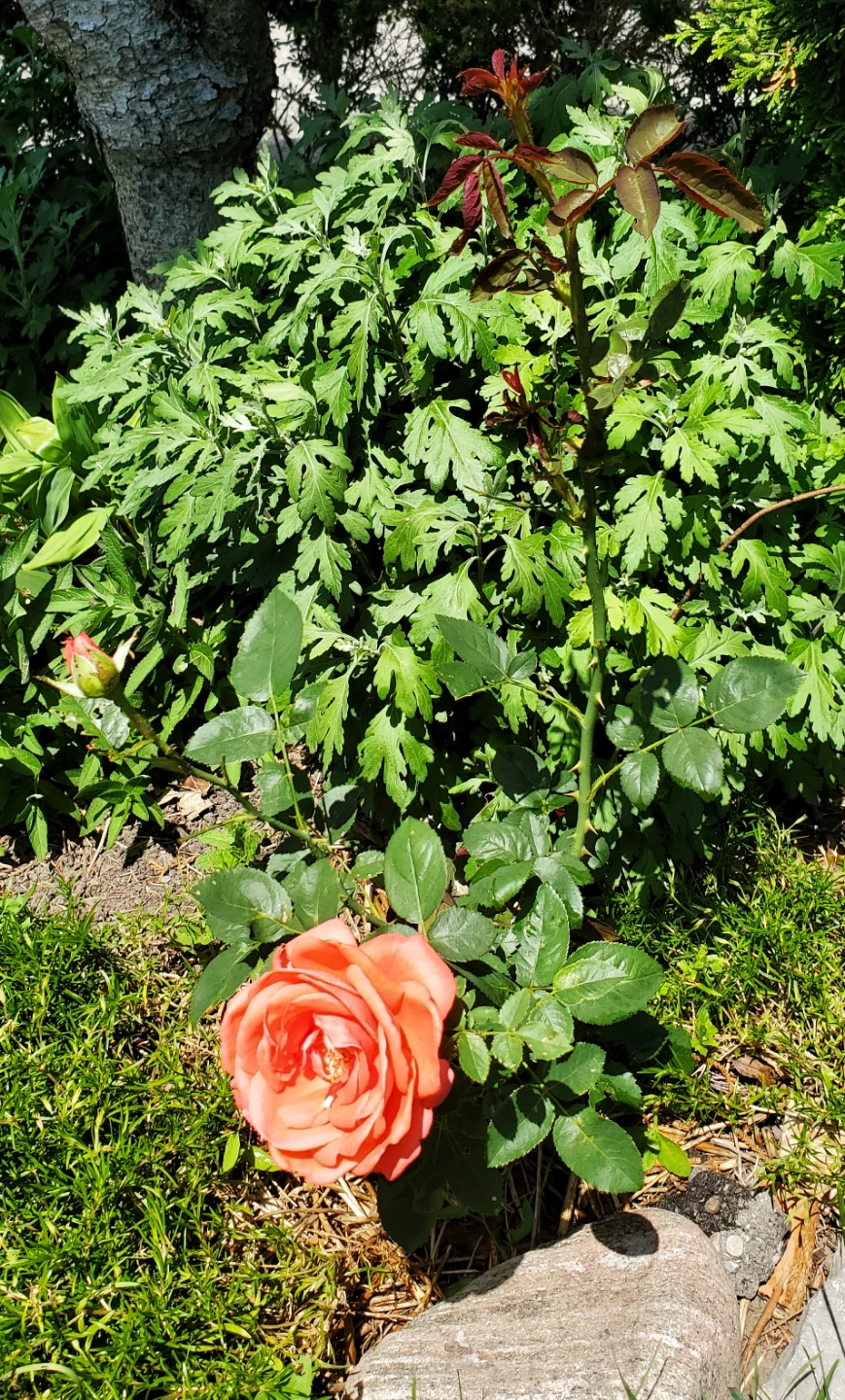 Tropicana - Hybrid Tea